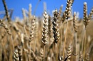 В Туве уборку зерновых планируется завершить к концу октября